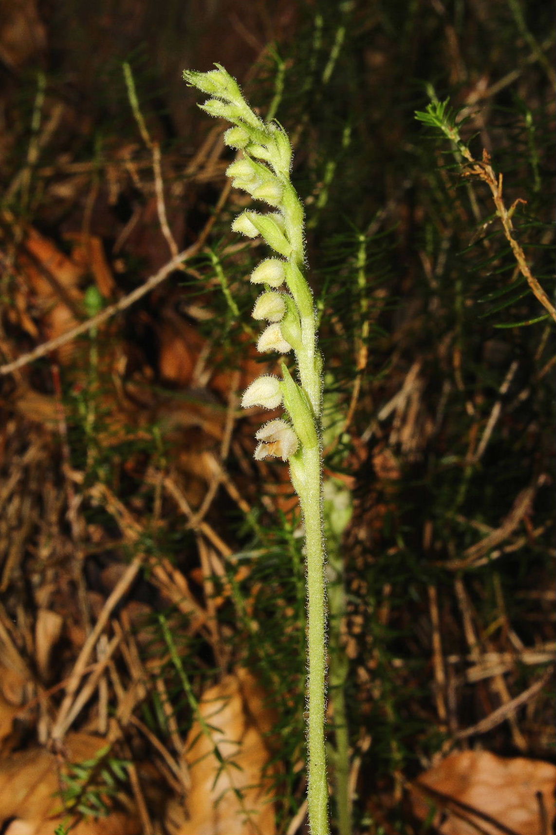 Goodyera repens